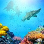 22722-korall-okean-ekosistema-podzemnye_vody-korallovyj_rif-2048x1152